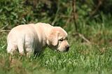 LABRADOR 1168